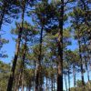 Julgado suspeito de violar a cunhada em Ovar